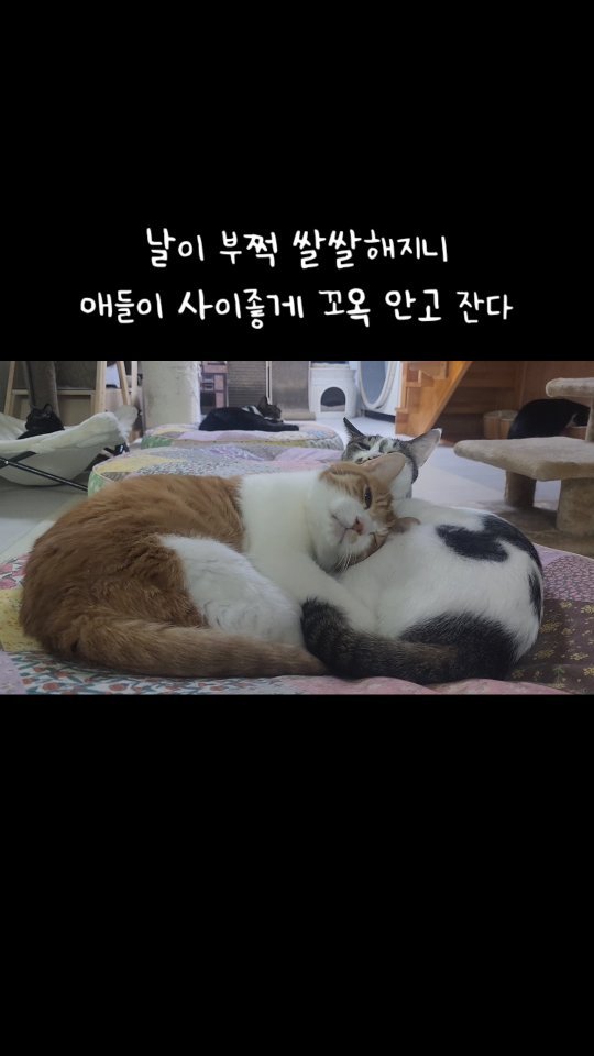 _mieumi 게시물 이미지: 보고있음 마음이 몽글몽글해 #내새끼들❤️