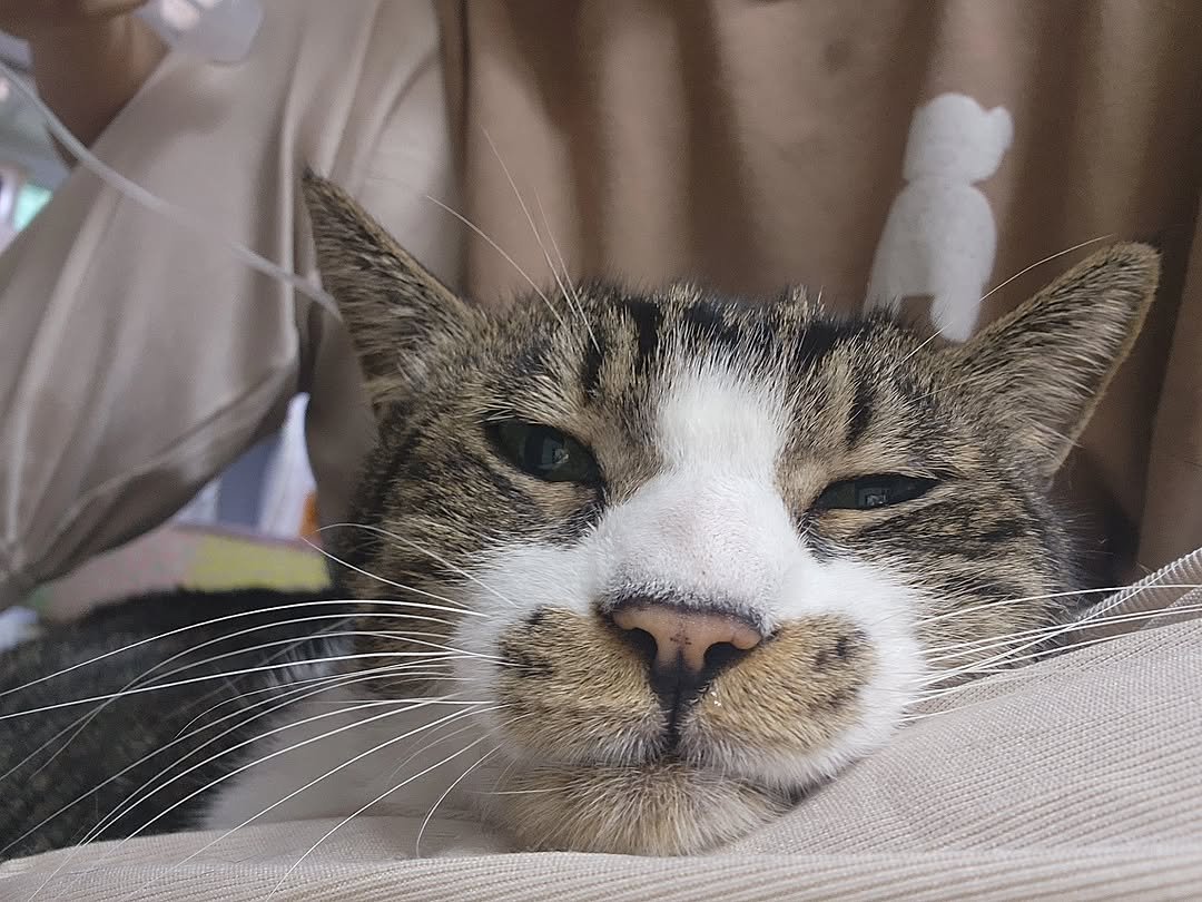 Photo by 22똥괭이네 일상🐾 on December 22, 2025. May be an image of kitten, Abyssinian cat and text.