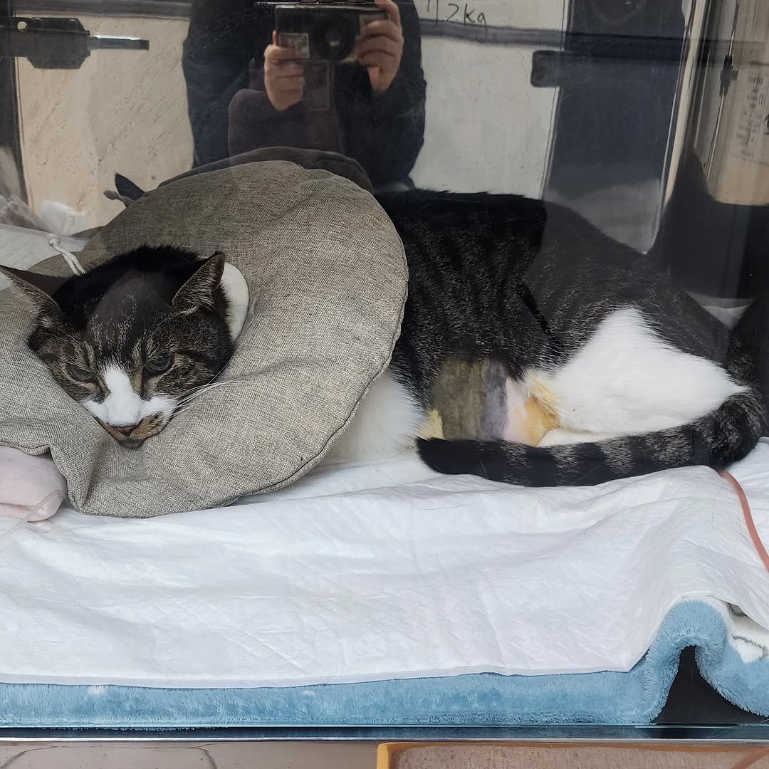 Photo by 22똥괭이네 일상🐾 on February 12, 2026. May be an image of Abyssinian cat, kitten, tortoiseshell cat and text.