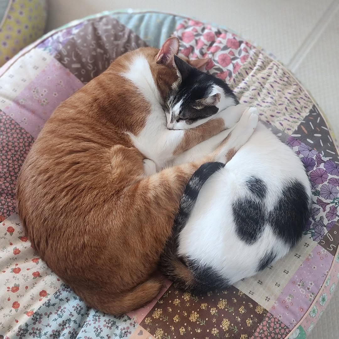 Photo by 22똥괭이네 일상🐾 on October 19, 2025. May be an image of kitten, Abyssinian cat, tortoiseshell cat, beanbag chair and text.