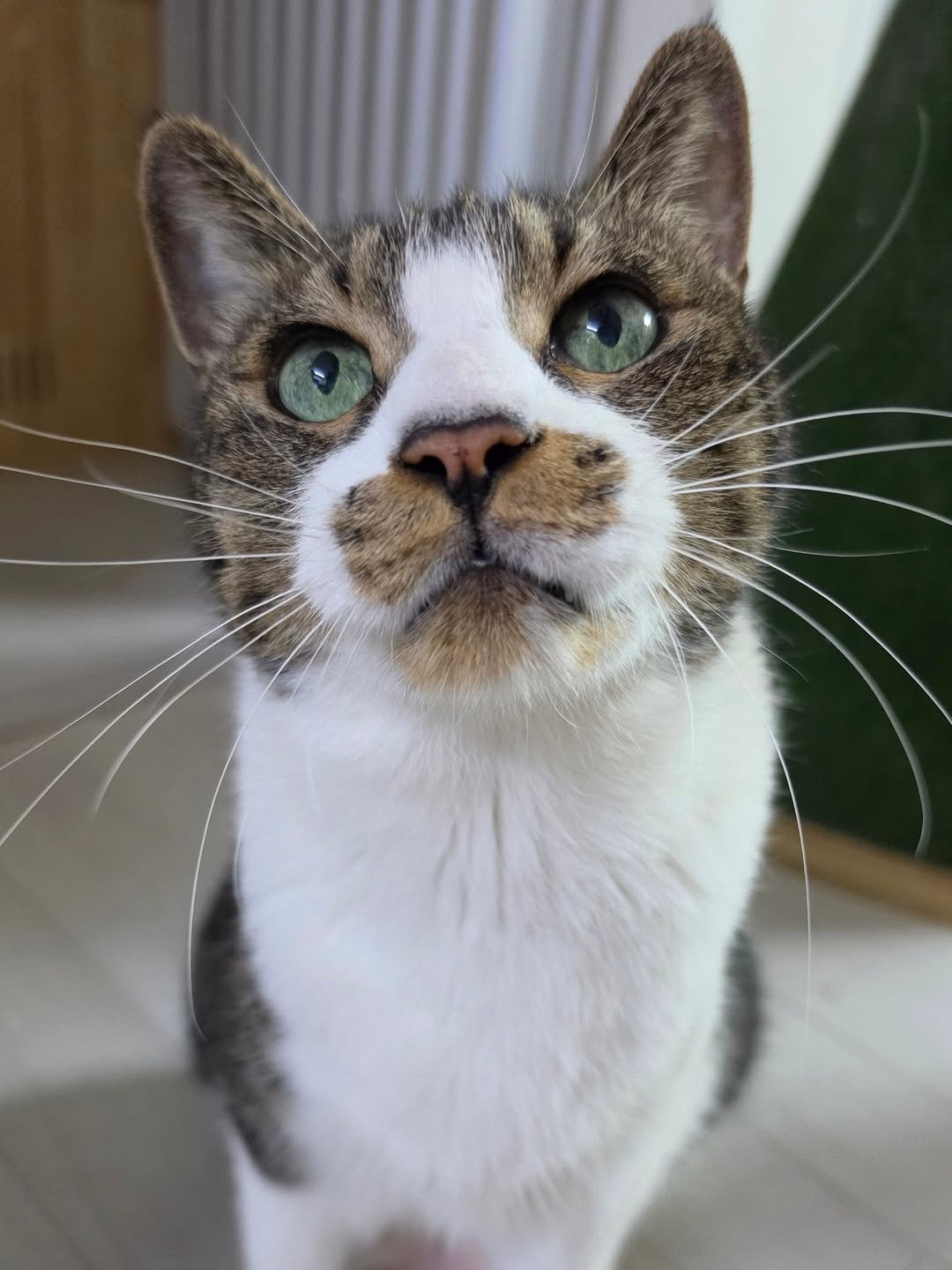 Photo by 22똥괭이네 일상🐾 on April 17, 2026. May be an image of Abyssinian cat, kitten and text.