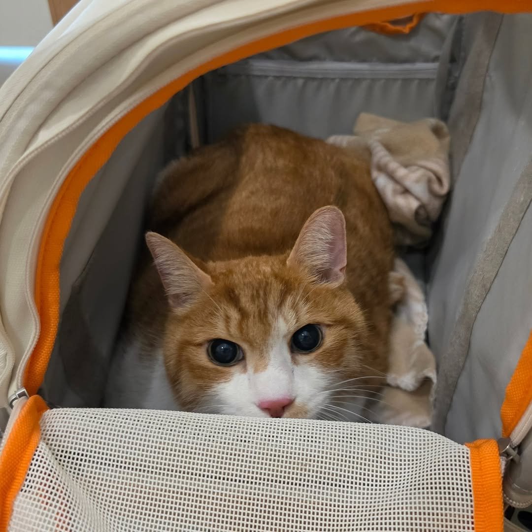 Photo by 22똥괭이네 일상🐾 on April 13, 2026. May be an image of Abyssinian cat, kitten and text.