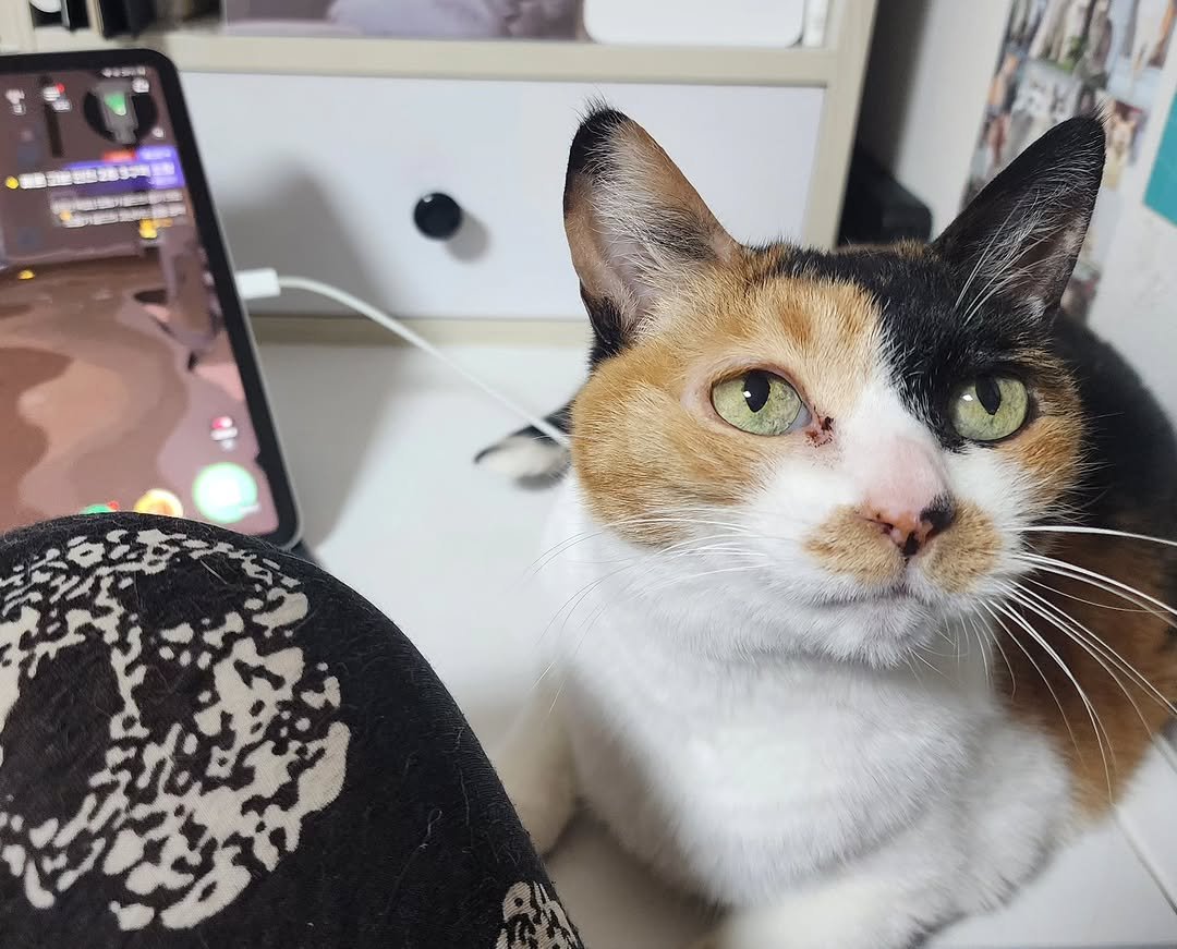 Photo by 22똥괭이네 일상🐾 on December 08, 2025. May be an image of Abyssinian cat, kitten, tortoiseshell cat and text.