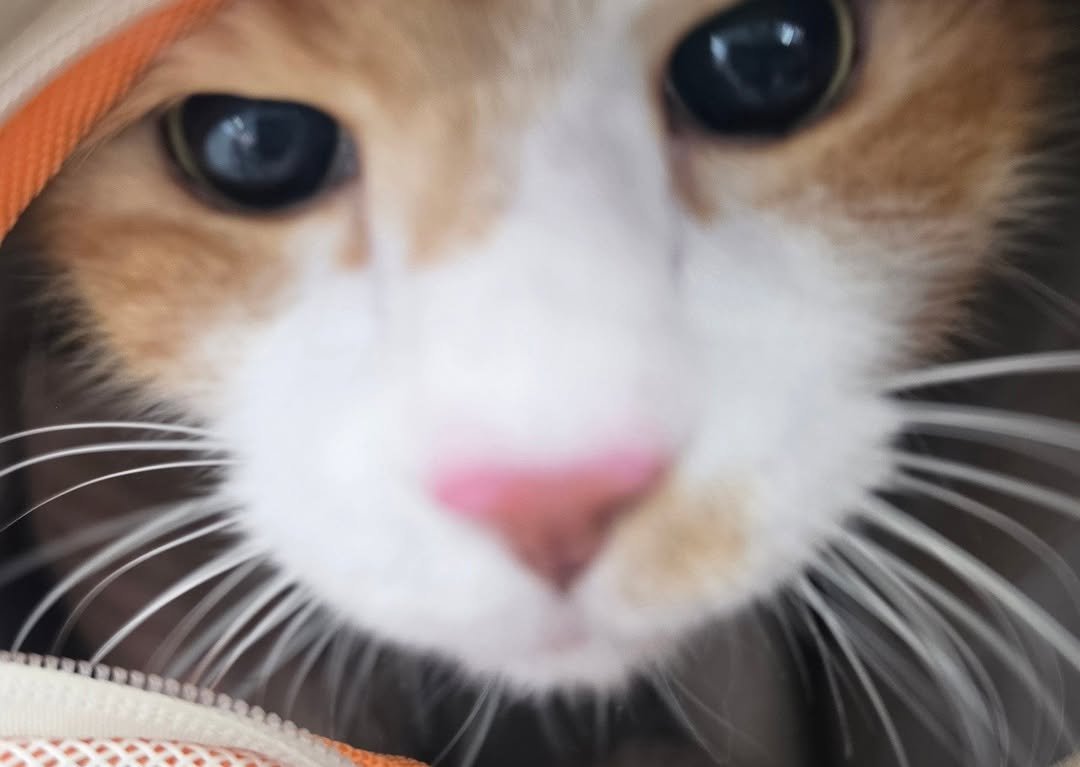 Photo by 22똥괭이네 일상🐾 on April 21, 2026. May be a closeup of kitten and text.