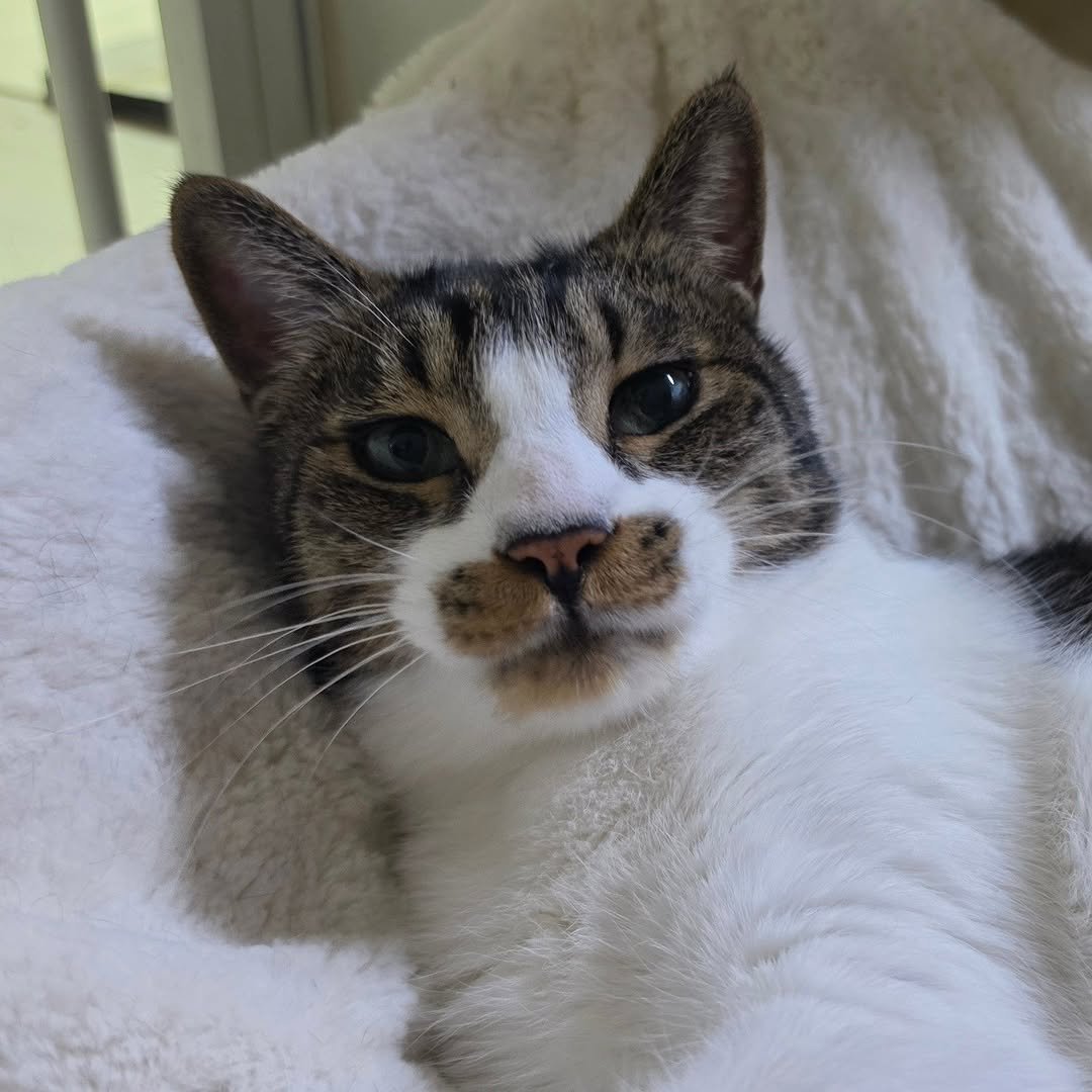 Photo by 22똥괭이네 일상🐾 on April 03, 2026. May be an image of Abyssinian cat, kitten and text.