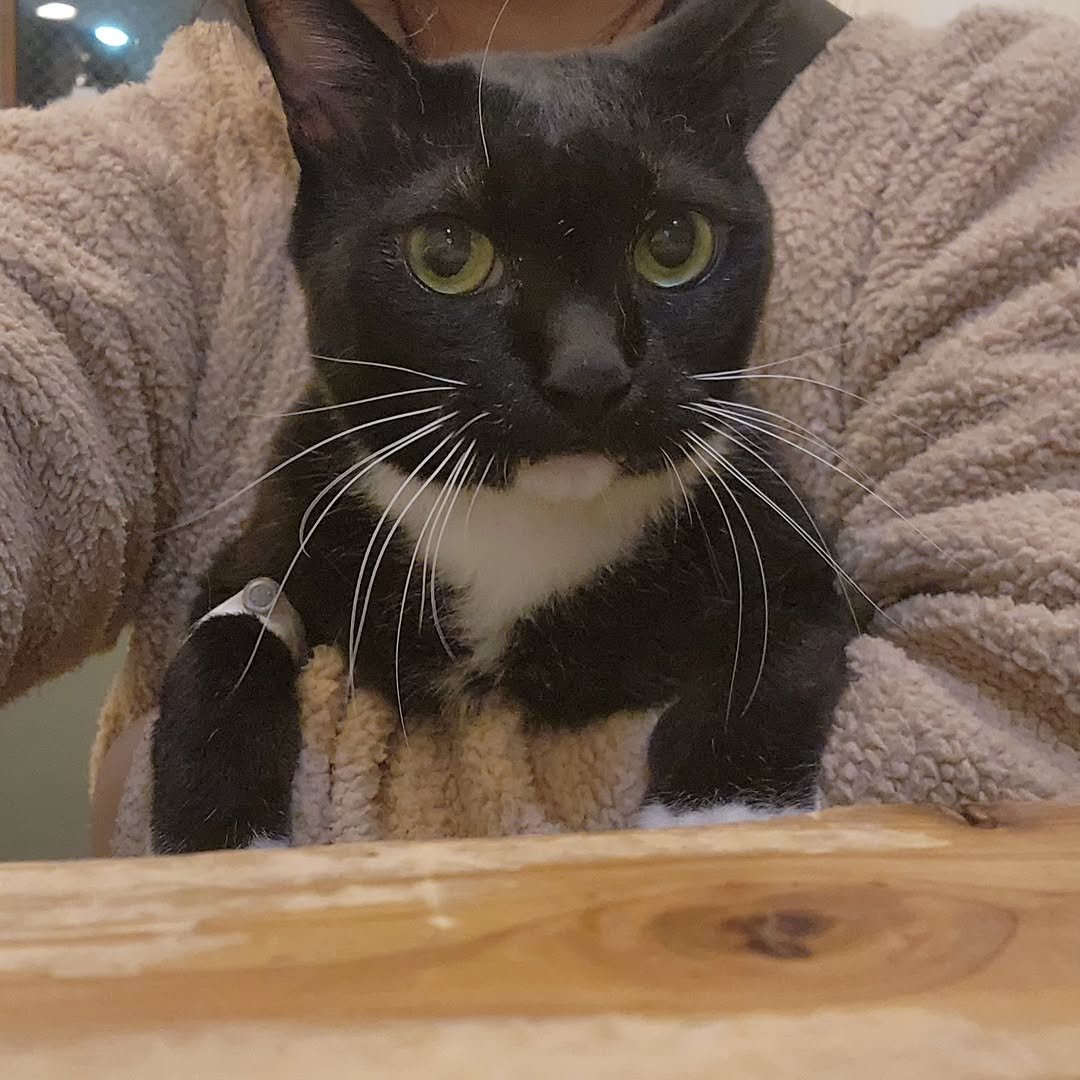 Photo by 22똥괭이네 일상🐾 on November 27, 2025. May be an image of kitten and text.