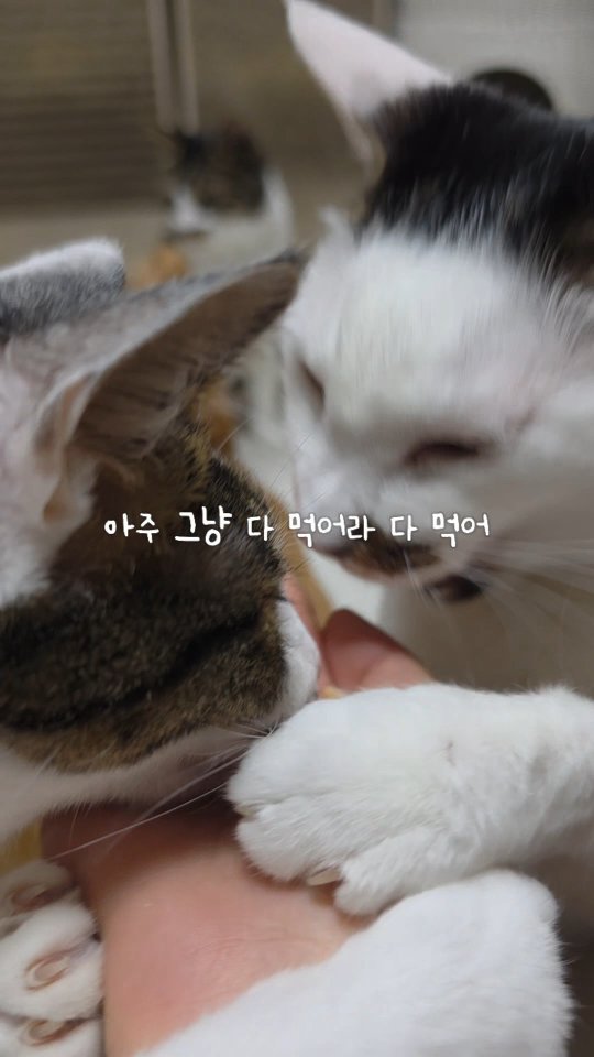 _mieumi 게시물 이미지: 트릿쟁이 녀석들 참을성이 없음 #도수리남매