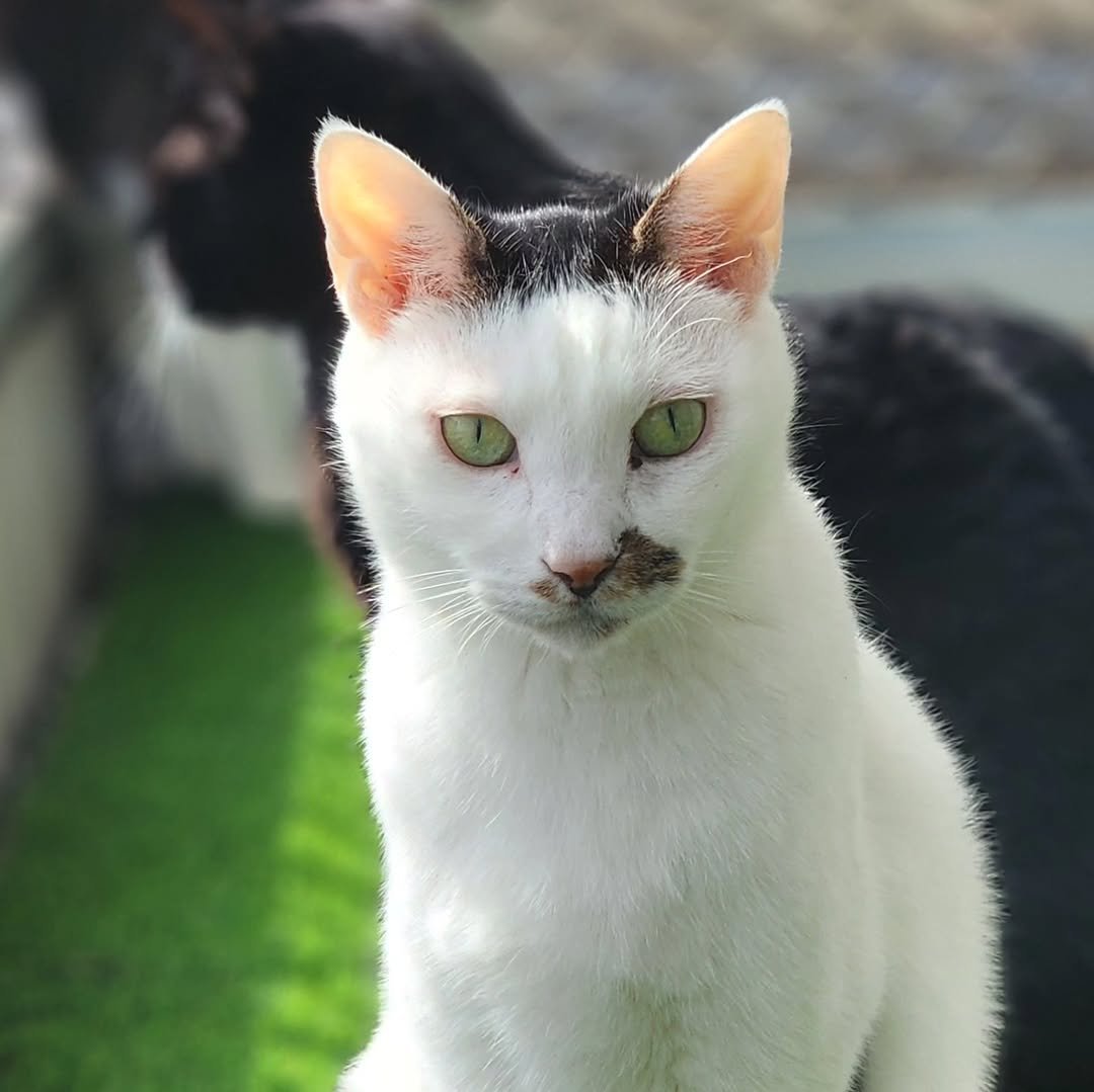 Photo by 22똥괭이네 일상🐾 on October 20, 2025. May be an image of kitten, Abyssinian cat and text.