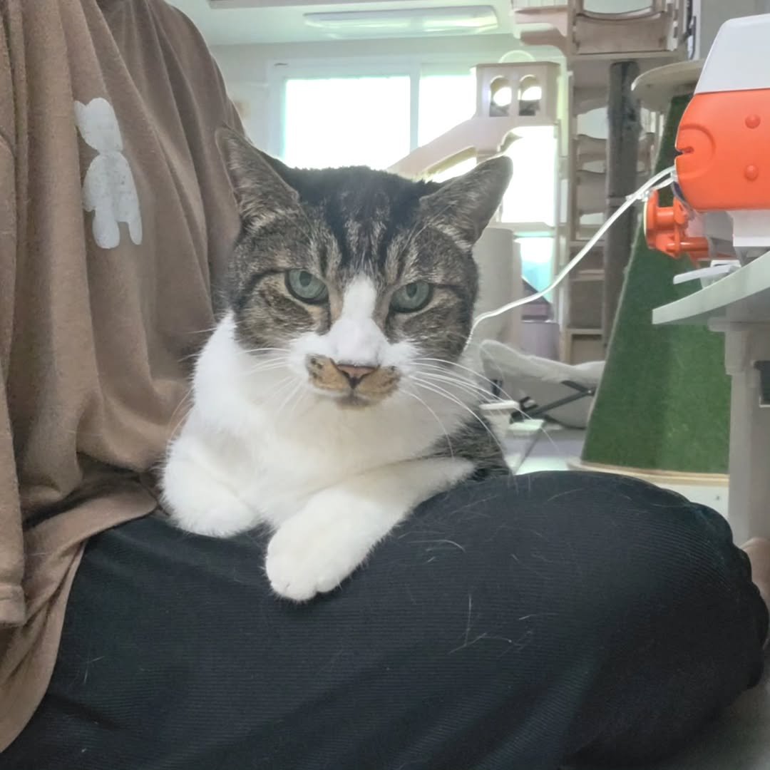 Photo by 22똥괭이네 일상🐾 on April 01, 2026. May be an image of Abyssinian cat, kitten and text.