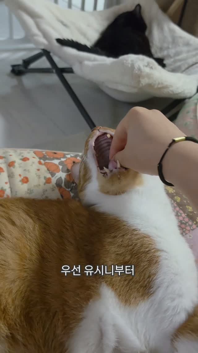 _mieumi 게시물 이미지: 한손에는 폰들고 한손으로 약먹이는거 가능한 애들