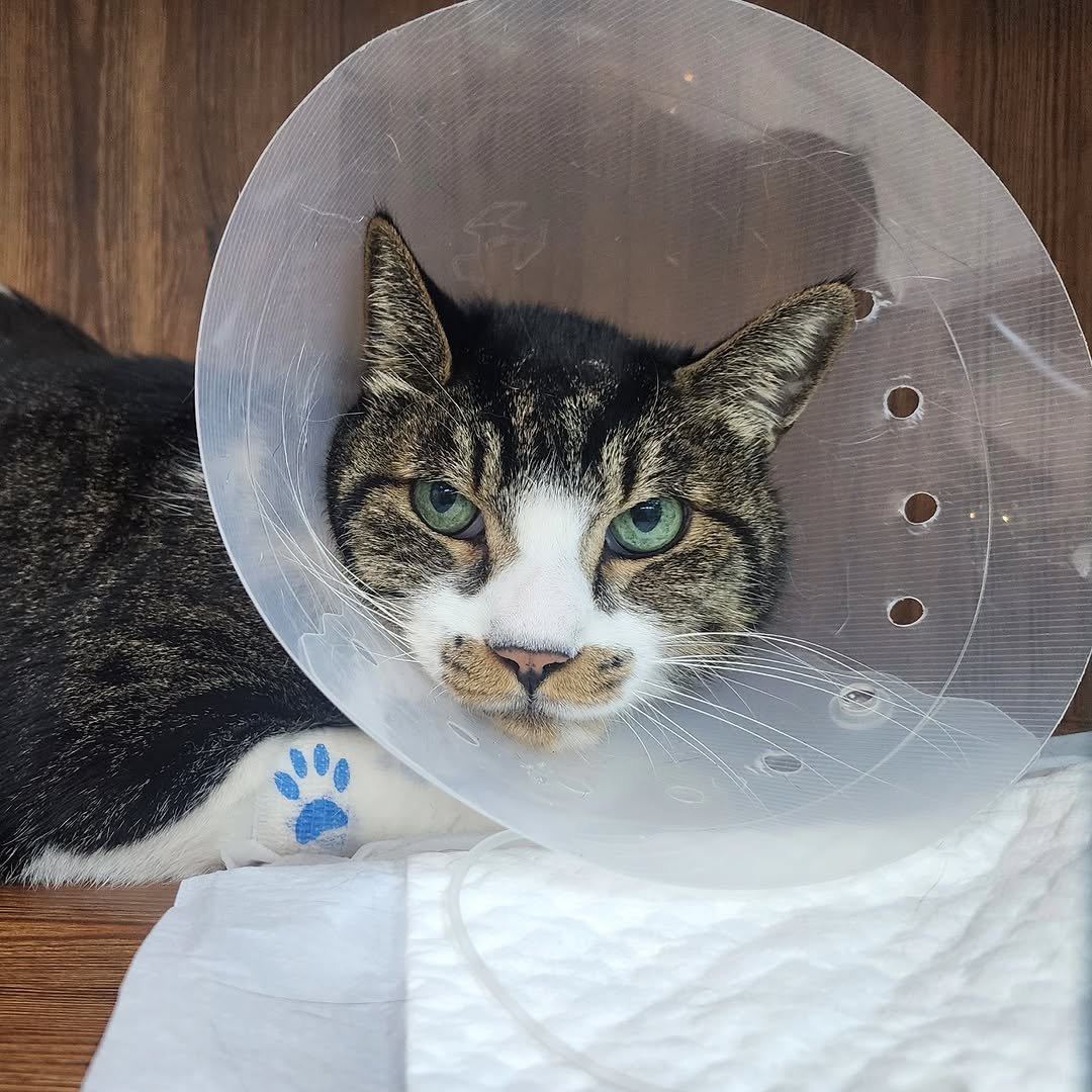 Photo by 22똥괭이네 일상🐾 on February 11, 2026. May be an image of kitten, Abyssinian cat and text.