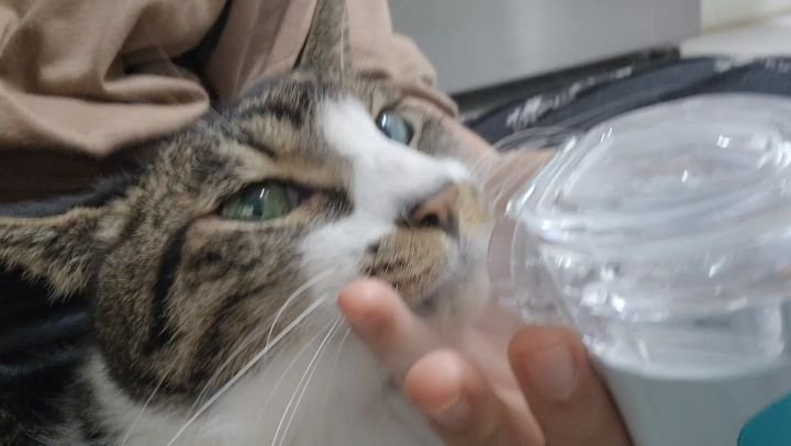 _mieumi 게시물 이미지: .
우리 고니 오늘 기분이 좋은지
네뷸하는데 골골골ㅎㅎ
원랜 네뷸 시러하는데...