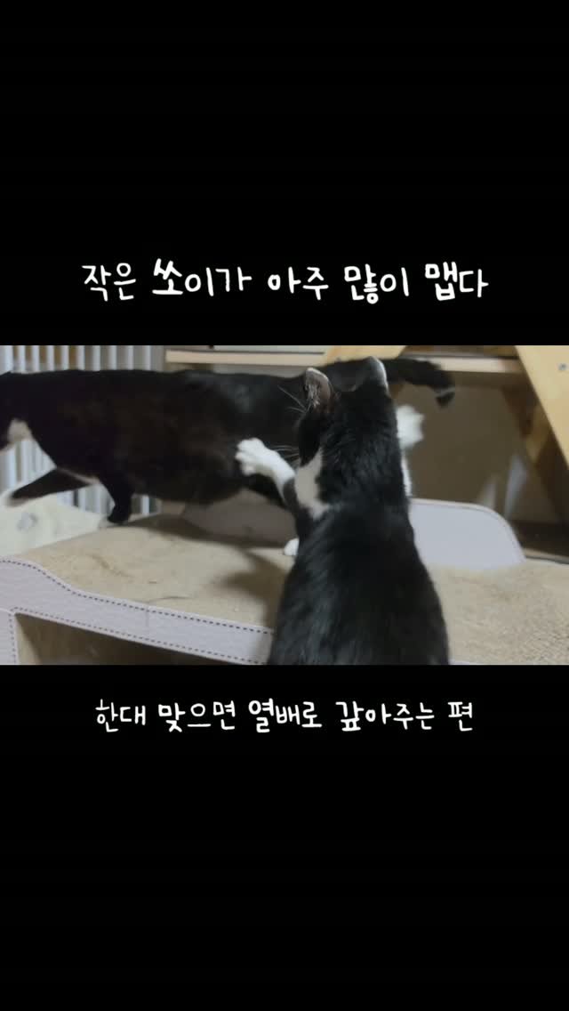 _mieumi 게시물 이미지: 쏘이 : 우리 엄마가 맞고다니지 말랬음😾
