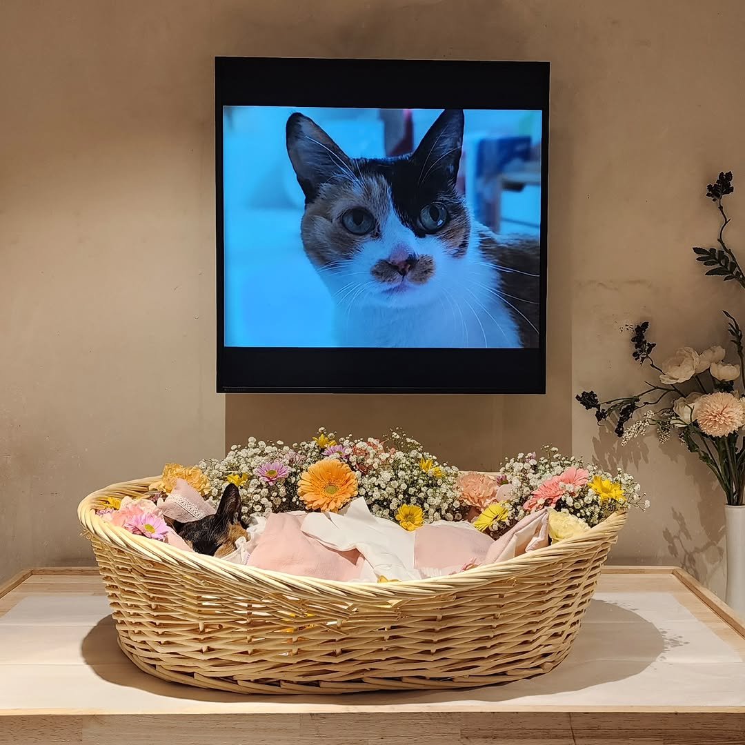 Photo by 22똥괭이네 일상🐾 on December 04, 2025. May be an image of Abyssinian cat, kitten, television, screen, basket, petfood, baby's-breath and text.