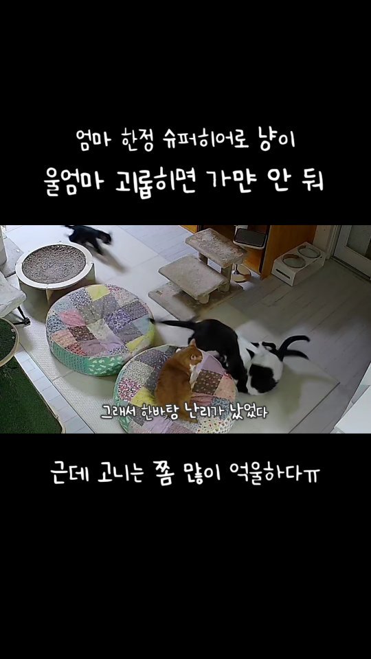 _mieumi 게시물 이미지: 엄마 한정 슈퍼히어로 쏘이
근데 그전에 일단 다묘가정 비추🥲 넘나...