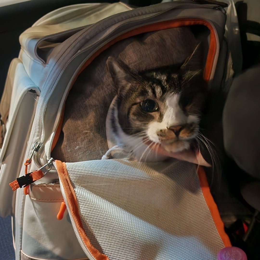 Photo by 22똥괭이네 일상🐾 on February 15, 2026. May be an image of Abyssinian cat, kitten, tortoiseshell cat, seatbelt and text.