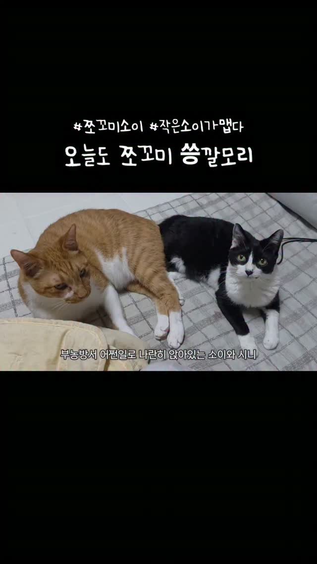 _mieumi 게시물 이미지: 오늘도 사이좋아요^^ㅎ 넵...
