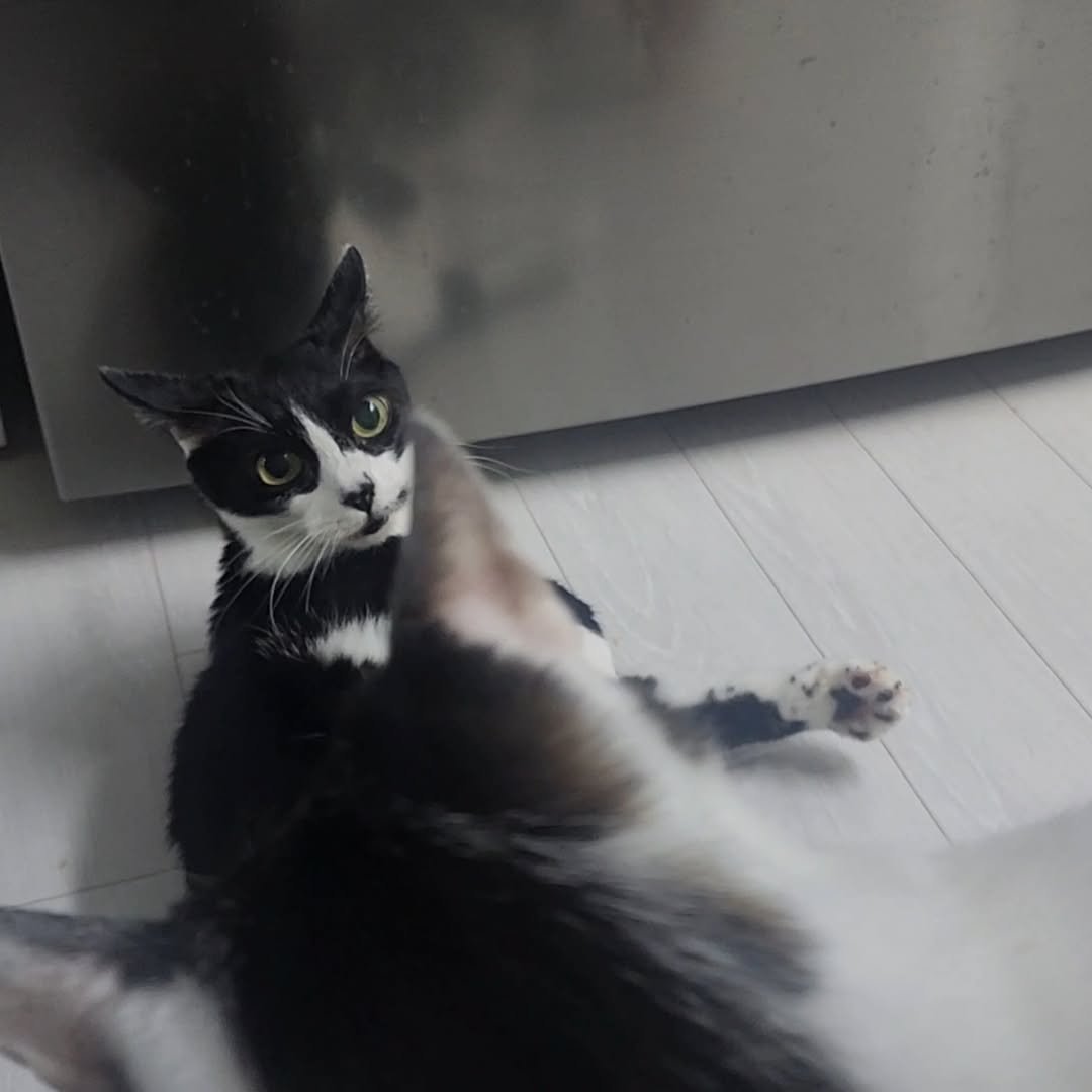 Photo by 22똥괭이네 일상🐾 on October 30, 2025. May be an image of Abyssinian cat, kitten, dishwasher, refrigerator and text.