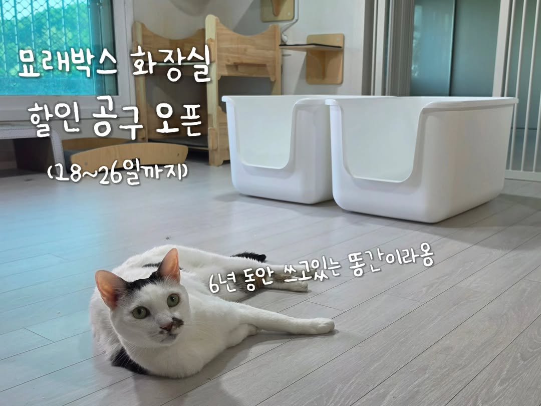 _mieumi 게시물 이미지: #공구오픈
안녕하세요 집사님들 이삼입니닷🙇‍♀️

오늘은 정말 제가 6년 동안...