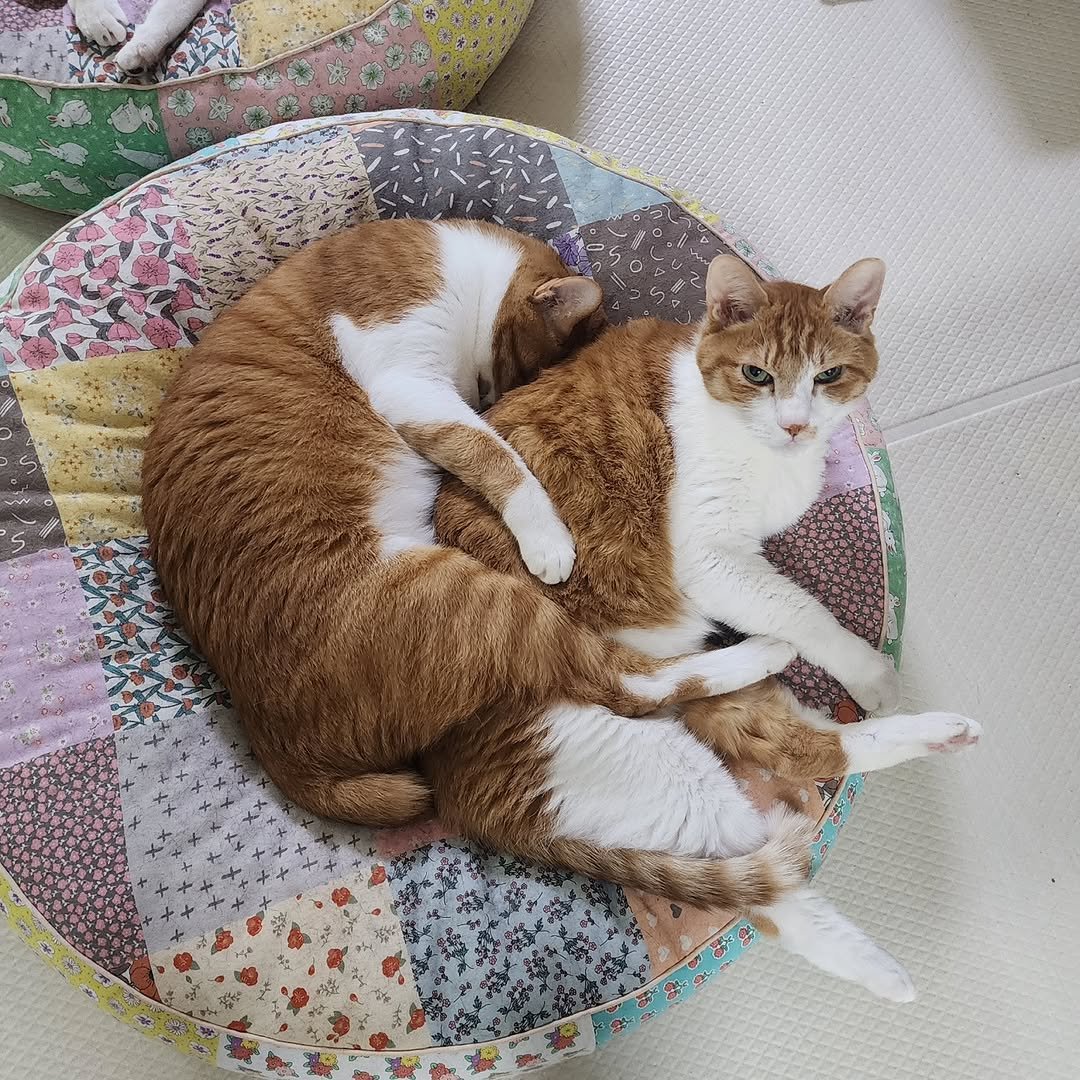 Photo by 22똥괭이네 일상🐾 on September 06, 2025. May be an image of Abyssinian cat, kitten, beanbag chair, baby bed and text.