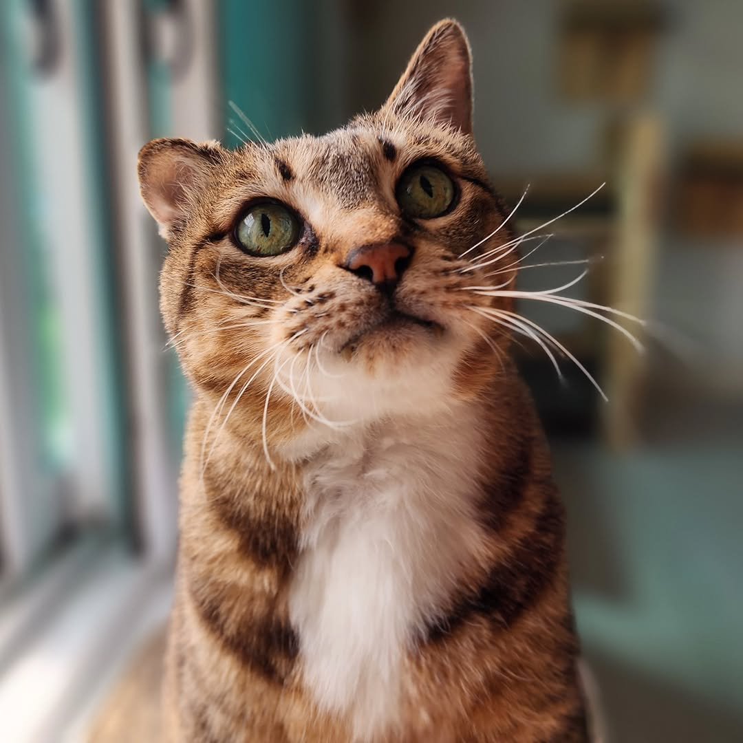 Photo by 22똥괭이네 일상🐾 on October 20, 2025. May be an image of Abyssinian cat, kitten and text.