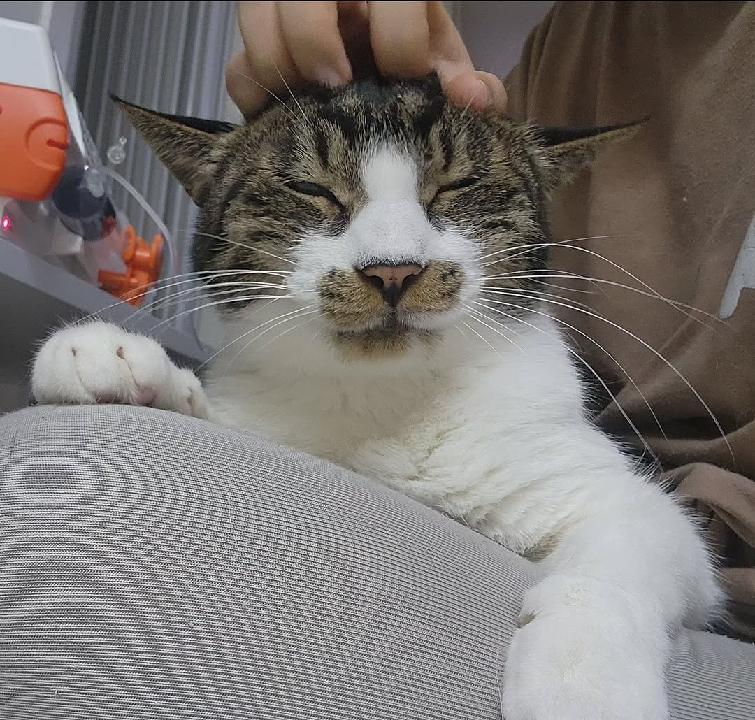 Photo by 22똥괭이네 일상🐾 on January 24, 2026. May be an image of kitten, Abyssinian cat and text.