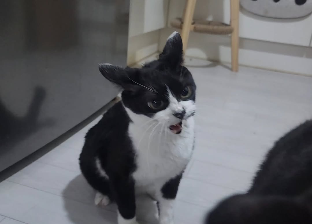 Photo by 22똥괭이네 일상🐾 on February 08, 2026. May be an image of kitten and text.