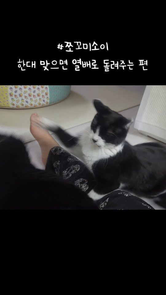 _mieumi 게시물 이미지: 한대 맞으면 열배로 돌려줘야 직성이 풀리는 편 #쪼꼬미소이