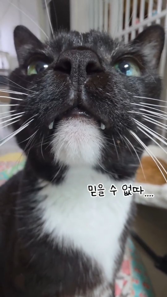 _mieumi 게시물 이미지: #오늘까지만공구중
만성 변비냥이 앰버가 찐으로 효과본 펫아이1000...