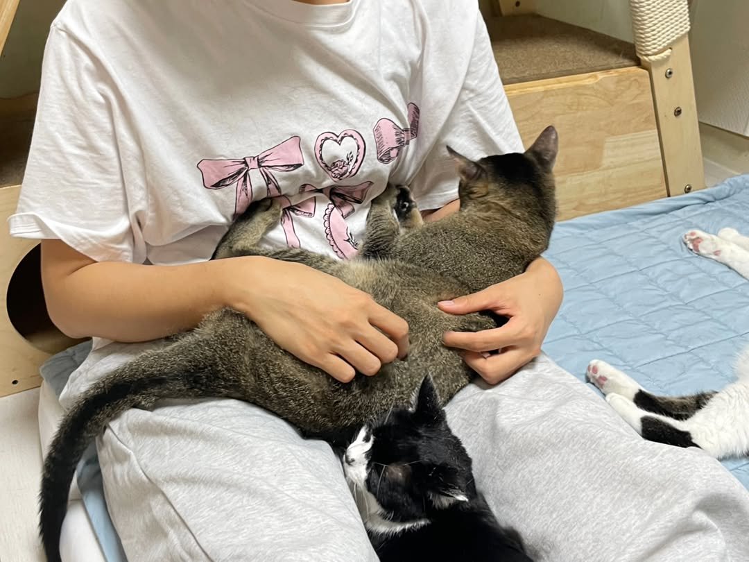 Photo shared by 22똥괭이네 일상🐾 on September 22, 2025 tagging @hoseobiiiiiii._.0410. May be an image of 1 person, kitten, Abyssinian cat, tortoiseshell cat and text.