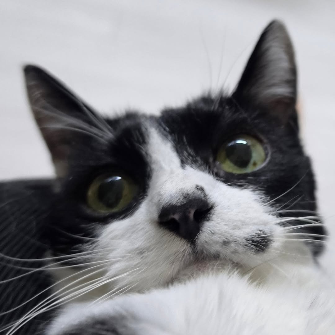 Photo by 22똥괭이네 일상🐾 on April 08, 2026. May be a closeup of kitten and text.