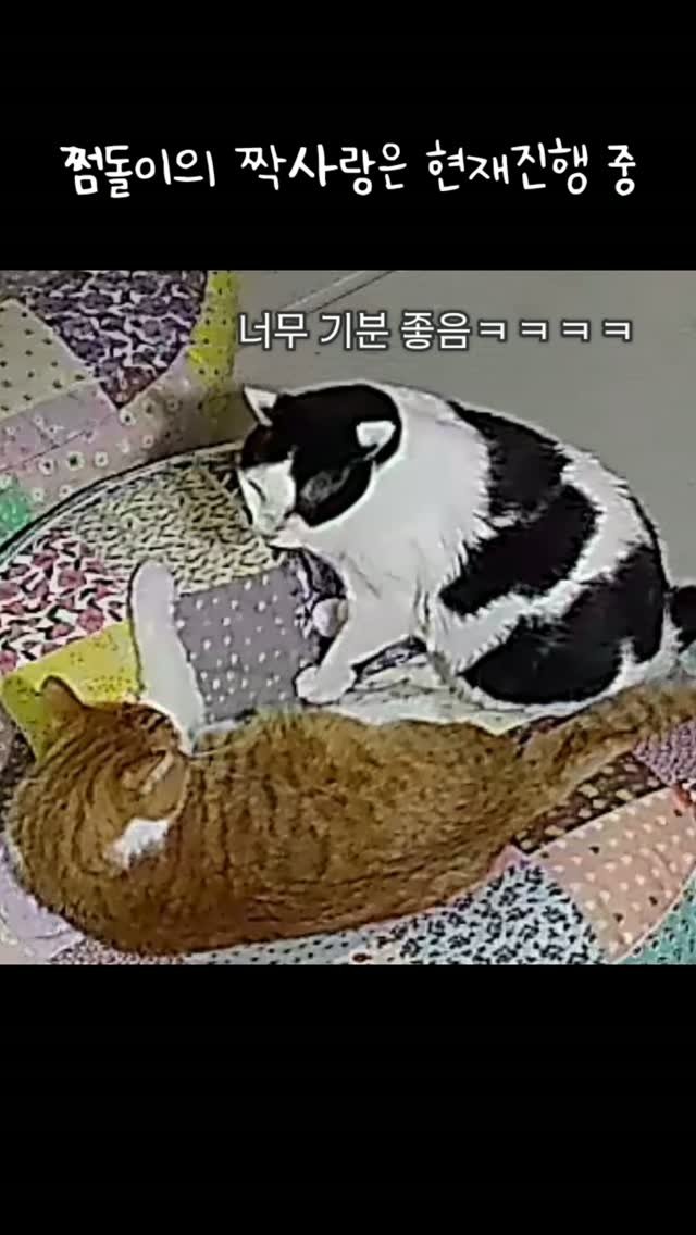 _mieumi 게시물 이미지: 벌써 몇년째 짝사랑 중인데 절대 안 받아줌 (당연함 둘 다 머스마임)