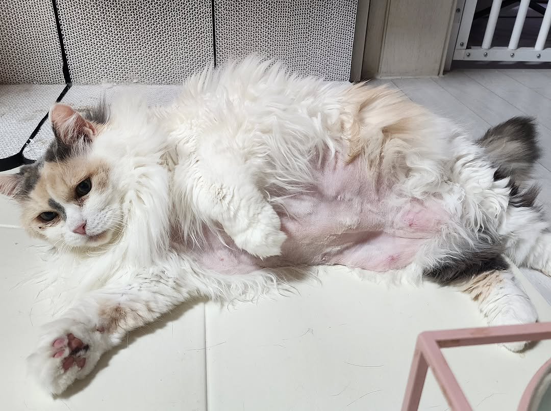 Photo by 22똥괭이네 일상🐾 on November 26, 2025. May be an image of ragdoll cat, kitten, tortoiseshell cat, Persian cat and text.