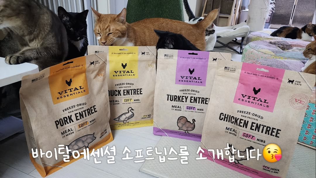 Photo by 22똥괭이네 일상🐾 on February 16, 2026. May be an image of pet, petfood and text.