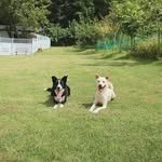 raddog_kindergarten 프로필 사진