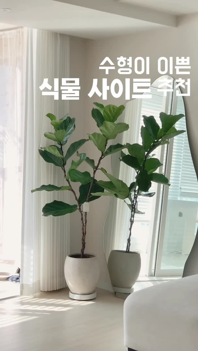 _oo_home 게시물 이미지: (내돈내산)감성 중대형 식물 사이트 추천!

갑자기 떡깔고무나무에 꽂혀!!🤣
식물...
