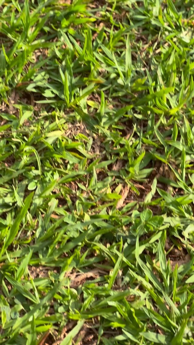 _pedro._araujo 게시물 이미지: 4all black 🖤🩶