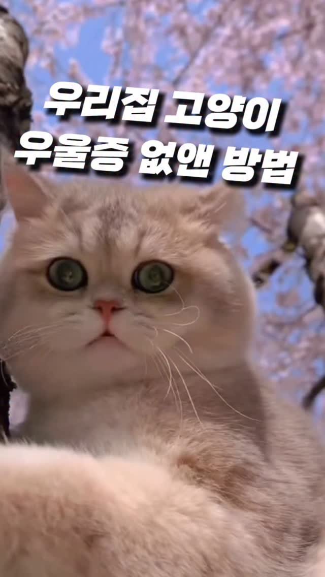 _pick_item_ 게시물 이미지: 🐱 여러분, 이거 모르면
우리집 고양이 우울증 걸릴 수도 있대요…!

고양이는 원래...