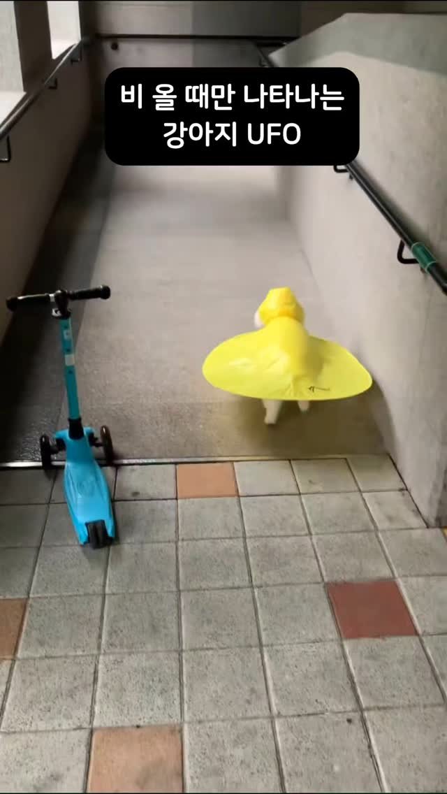 _pick_item_ 게시물 이미지: 울집 멍뭉이는 산책 못가서 안달나고 비는 오고...

이럴 때 필요한 게 바로...