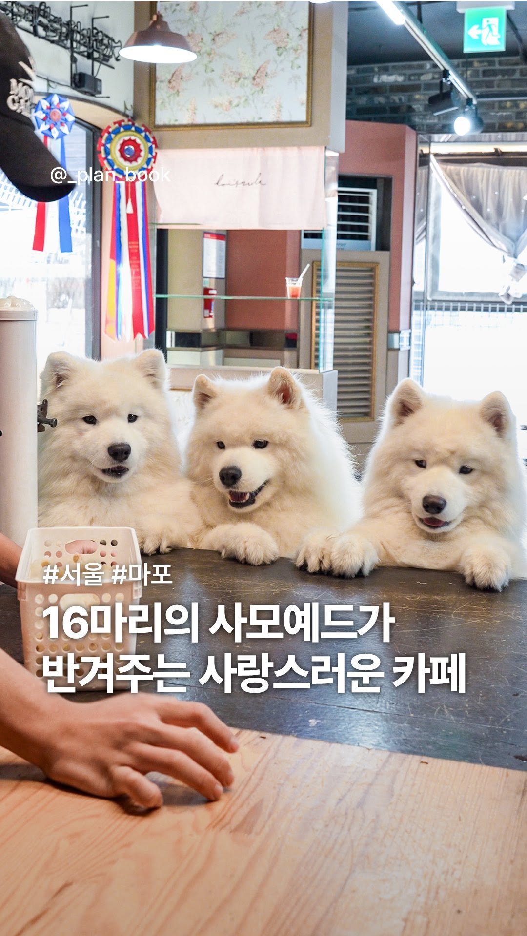 _plan_book 게시물 이미지: 16마리 사모예드가 반겨주는 사랑스러운 카페 🐾

- 

강아지를 좋아하신다면 여긴...