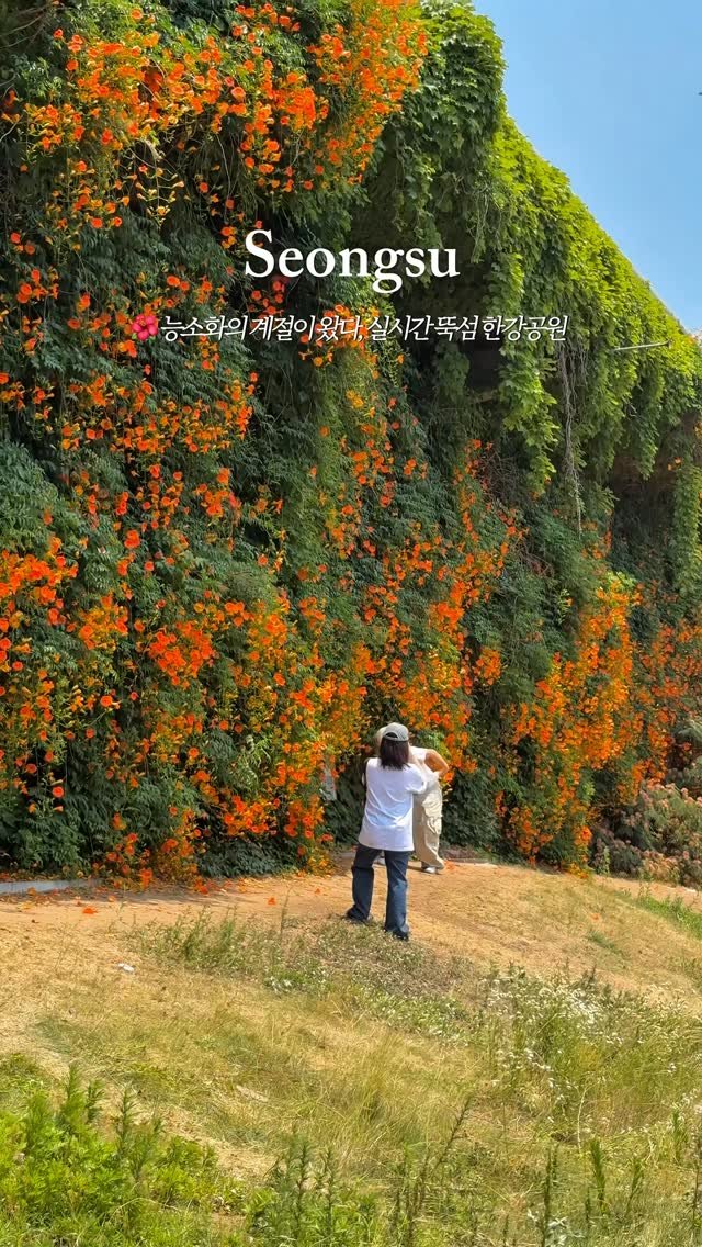 _purreun 게시물 이미지: 🌺공유>> 26.06.18 실시간 능소화, 아래 주소 참고해서 얼른...