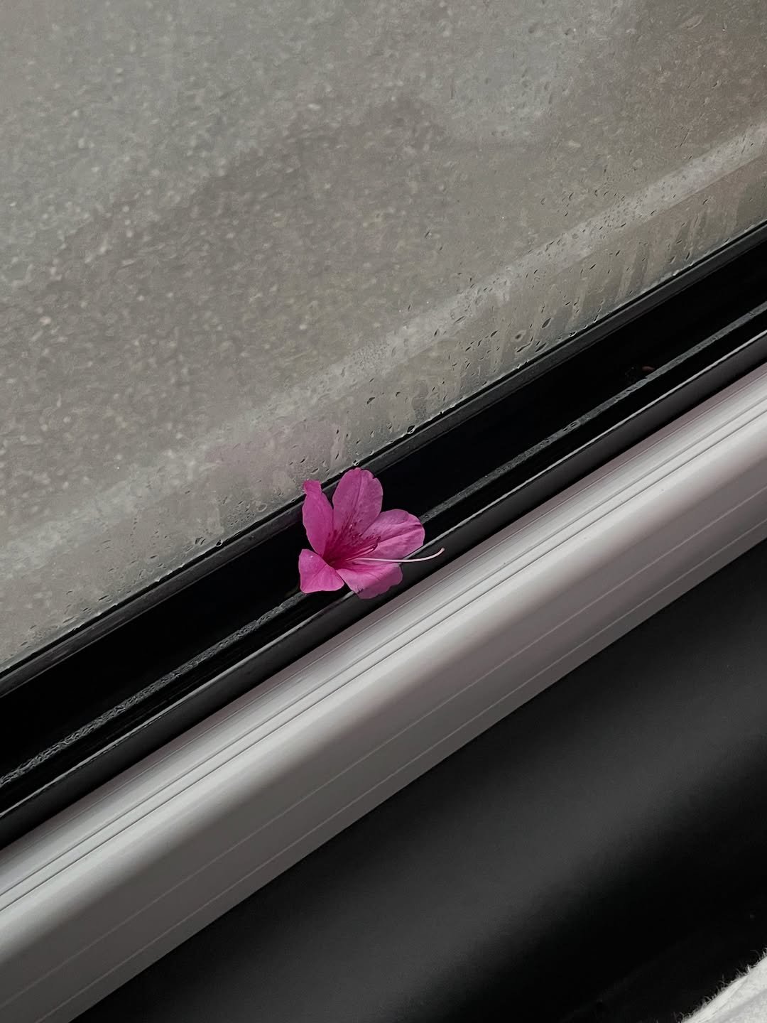 Photo by 박윤호 on January 16, 2026. May be an image of windshield, rose and text.