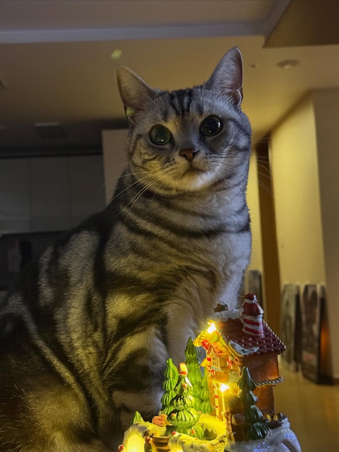 Photo by 려운 on December 25, 2025. May be an image of Abyssinian cat, tortoiseshell cat, kitten and text.