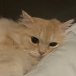 chaochuru12 프로필 사진