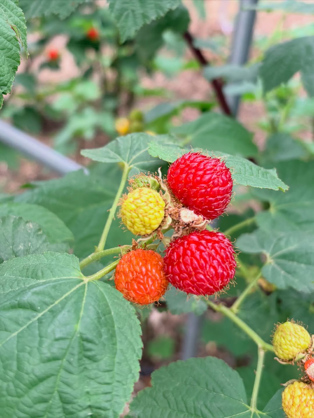 _seasonal.kitchen 게시물 이미지: 산딸기 🍓
알이 정말 크고 산선하죠? 

작년에 공구로 소개해 드린 
별그린농원에서...