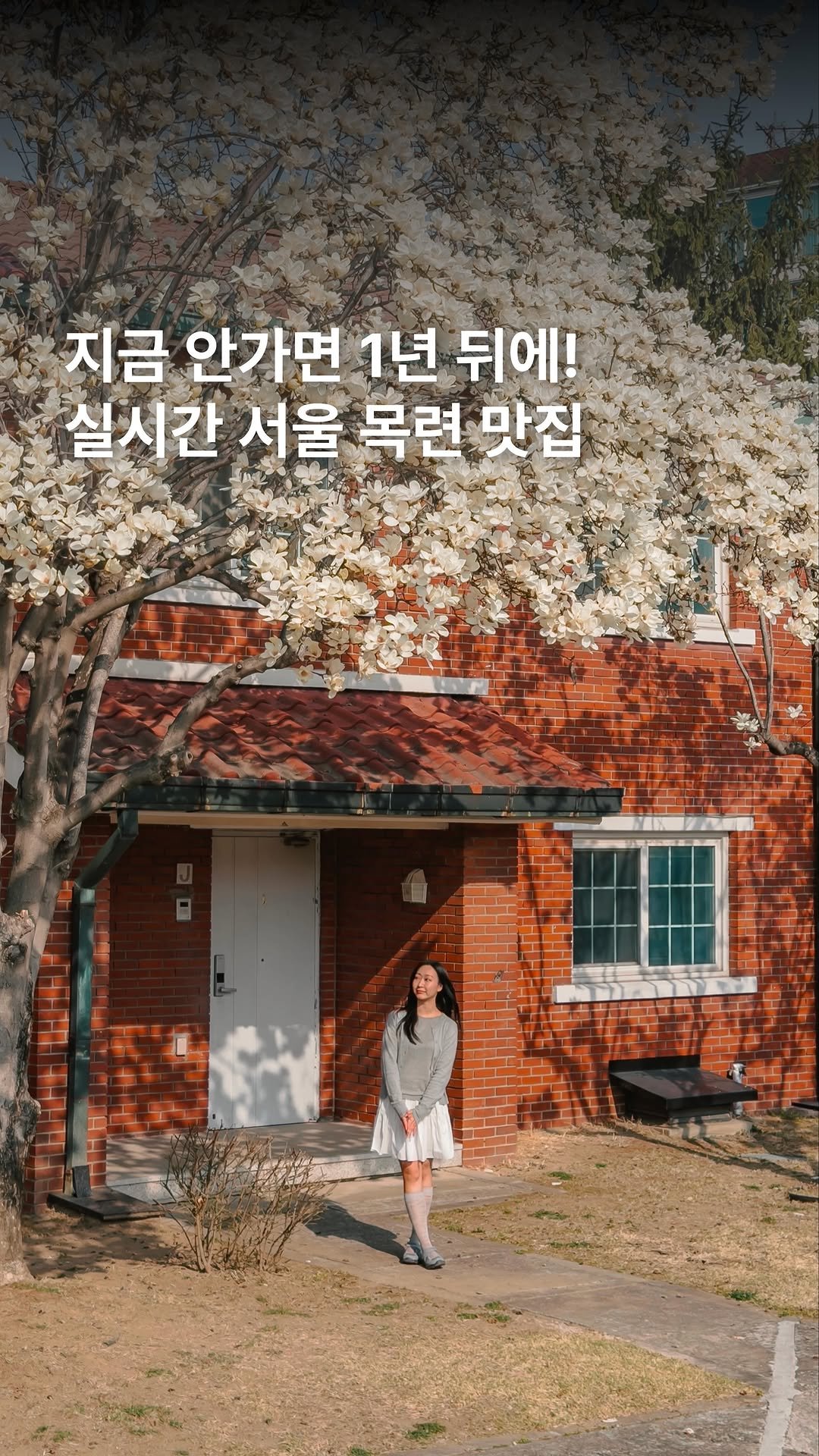 _ssunj___ 게시물 이미지: 실시간‼️만개한 서울 목련 포토존🤍

지금 너무 예쁜 목련맛집 용산공원〰️✨

아직...