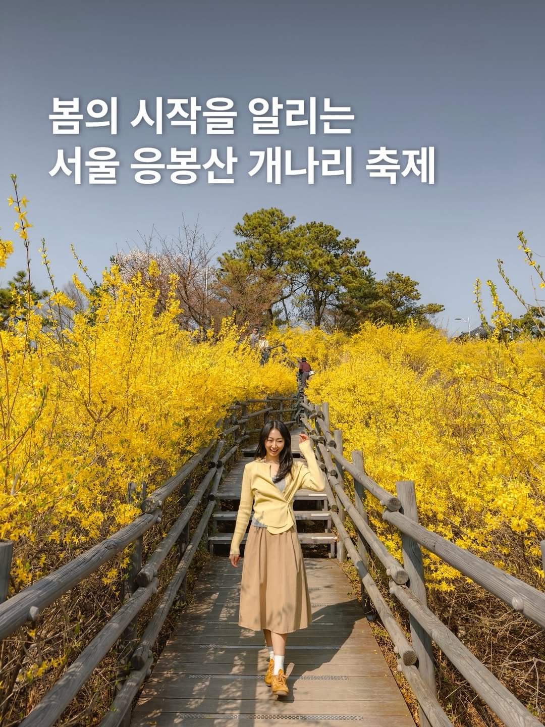 Photo by 선정 | 여행 크리에이터 on March 27, 2026. May be an image of yellow jessamine, outdoors and text that says '봄의 시작을 알리는 서울 응봉산 개나리 축제'.