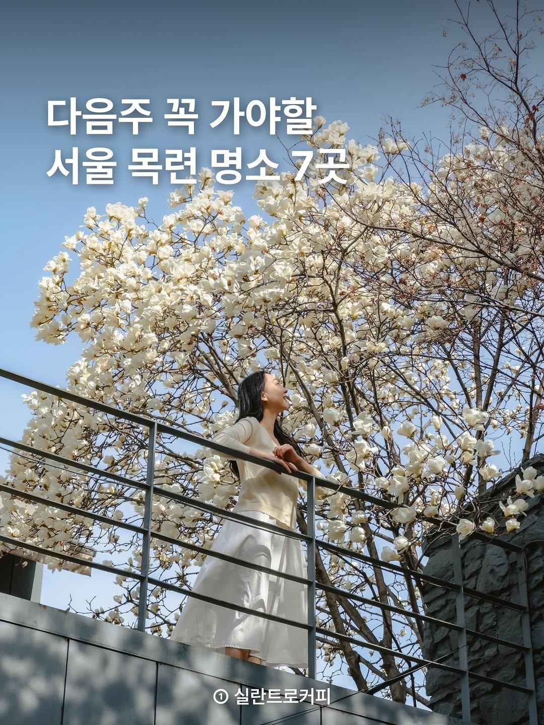 Photo by 선정 | 여행 크리에이터 on March 21, 2026. May be an image of text that says '다음주 꼭 가야할 서울 목련 명소 명소7곳 7곳 VI 실란트로커피'.