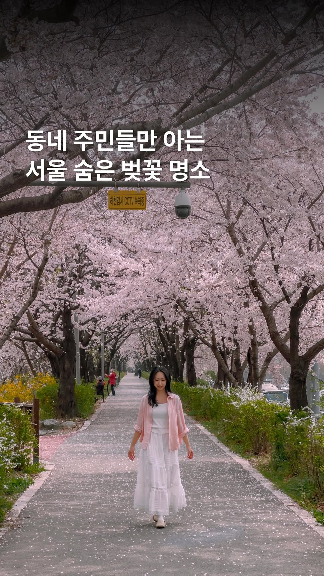 _ssunj___ 게시물 이미지: 동네 주민들만 아는 서울 숨은 벚꽃 명소🌸

드디어! 1주일 뒤면 벚꽃 온다...