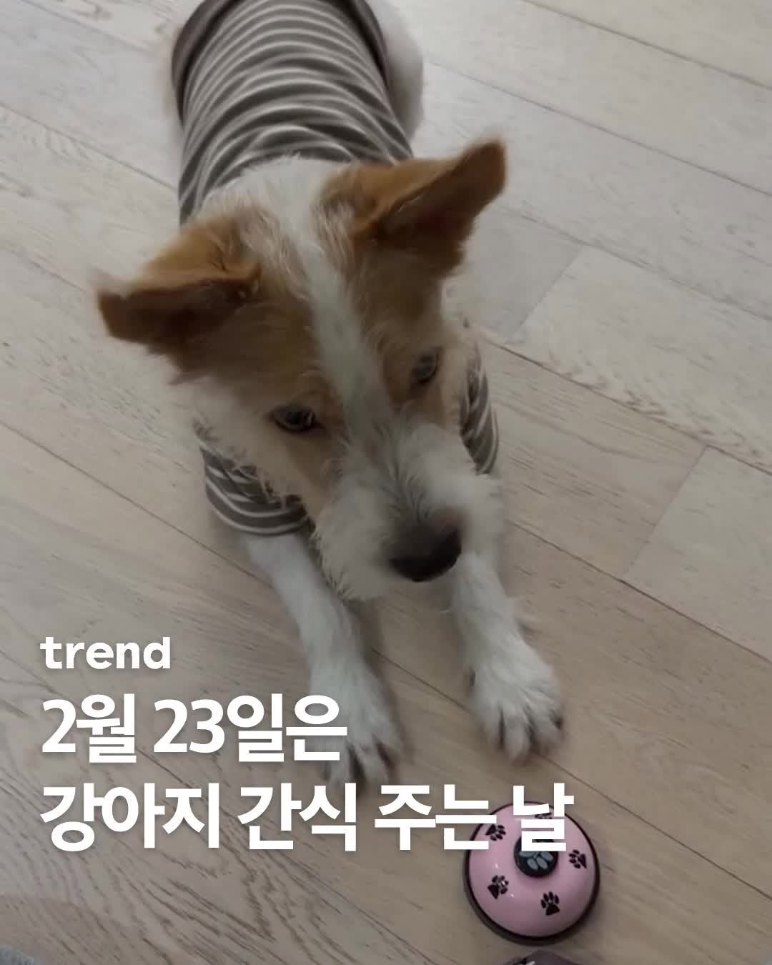 _trend_kr 게시물 이미지: 2월 23일은 반려견에게 특별한 간식을 선물하며 사랑과 감사를 전하는 ‘강아지 간식...